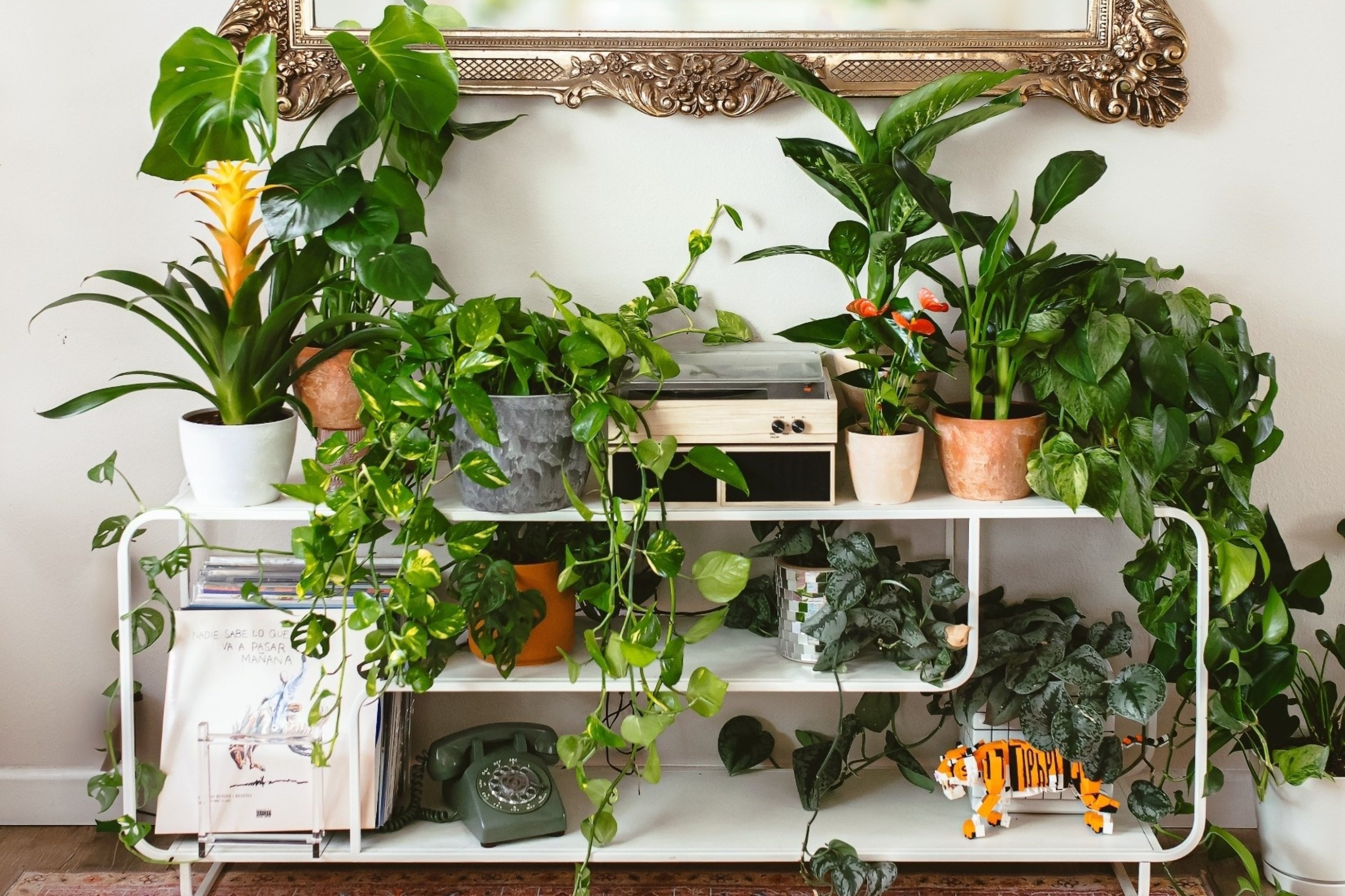 Lively Root Plant Delivery