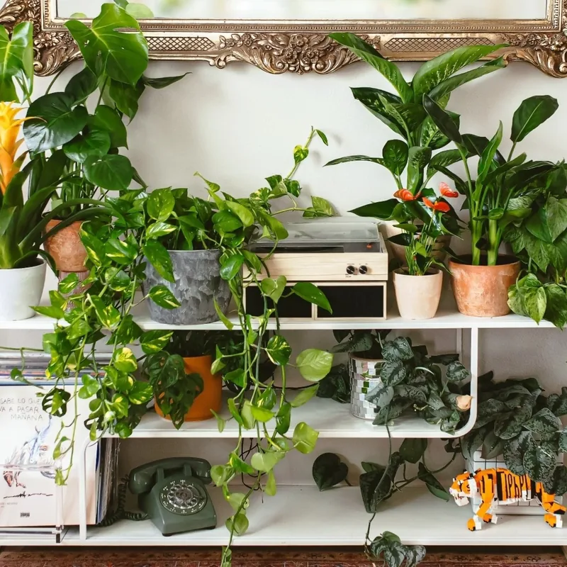 Lively Root Plant Delivery